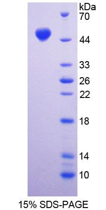 DAG1 / Dystroglycan Protein - Recombinant  Dystrophin Associated Glycoprotein 1 By SDS-PAGE