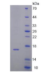 DDT / Dopamine Tautomerase Protein - Recombinant  D-Dopachrome Tautomerase By SDS-PAGE