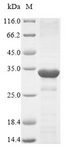 DEFA1 / Defensin Alpha 1 Protein - (Tris-Glycine gel) Discontinuous SDS-PAGE (reduced) with 5% enrichment gel and 15% separation gel.