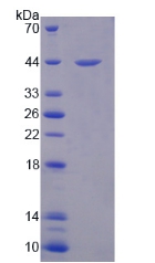 DEFA1 / Defensin Alpha 1 Protein - Recombinant Defensin Alpha 1, Neutrophil By SDS-PAGE