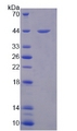DEFA1 / Defensin Alpha 1 Protein - Recombinant Defensin Alpha 1, Neutrophil By SDS-PAGE