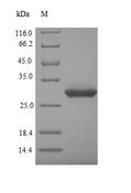 DEFA5 / Defensin 5 Protein - (Tris-Glycine gel) Discontinuous SDS-PAGE (reduced) with 5% enrichment gel and 15% separation gel.
