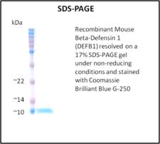 DEFB1 / BD-1 Protein