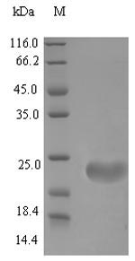 Defb4 / Defensin Beta 4 Protein - (Tris-Glycine gel) Discontinuous SDS-PAGE (reduced) with 5% enrichment gel and 15% separation gel.