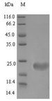 Defb4 / Defensin Beta 4 Protein - (Tris-Glycine gel) Discontinuous SDS-PAGE (reduced) with 5% enrichment gel and 15% separation gel.