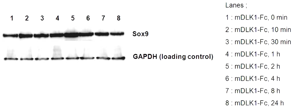 DLK1 / Pref-1 Protein - Induction of Sox-9 with the treatment of DLK1 (mouse):Fc (human) (rec.) (Prod. No. AG-40A-0107Y).Method: A mouse preadipocyte cell line, 3T3L-1, was stimulated with 5 ug/ml of mouse DLK1:Fc as shown in indicated time points and each cell lysate was prepared and subjected to western blot by using an anti-Sox-9 and anti-GAPDH antibody.