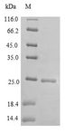 DOCK8 Protein - (Tris-Glycine gel) Discontinuous SDS-PAGE (reduced) with 5% enrichment gel and 15% separation gel.