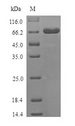 DSG3 / Desmoglein 3 Protein - (Tris-Glycine gel) Discontinuous SDS-PAGE (reduced) with 5% enrichment gel and 15% separation gel.