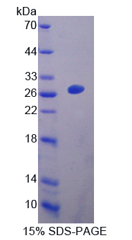 EBI3 / IL-27B Protein - Recombinant  Epstein Barr Virus Induced Protein 3 By SDS-PAGE