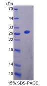EBI3 / IL-27B Protein - Recombinant  Epstein Barr Virus Induced Protein 3 By SDS-PAGE
