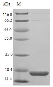 ECEL1 Protein - (Tris-Glycine gel) Discontinuous SDS-PAGE (reduced) with 5% enrichment gel and 15% separation gel.
