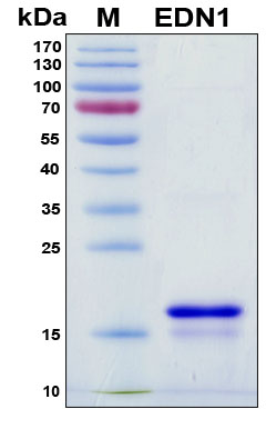EDN1 / Endothelin 1 Protein - SDS-PAGE under reducing conditions and visualized by Coomassie blue staining