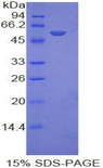 EFNA4 / Ephrin A4 Protein - Recombinant Ephrin A4 By SDS-PAGE