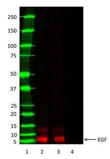 EGF Protein - Western Blot analysis 1 µg recombinant mouse EGF was loaded in lanes 2 and 3, as the primary antibody Goat anti Mouse EGF antibody was used at 0.1 µg/ml and 0.2 µg/ml. HRP conjugated Donkey anti Sheep/Goat IgG antibody was used as the secondary antibody at a dilution of 1/20000 in lanes 2, 3 and 4. Bio-Rad Precision Plus™ Dual Xtra Prestained Protein Standards were run in lane 1. The blot was visualized with the Bio-Rad Chemidoc™ Touch Imaging System.