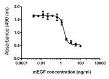 EGF Protein - Inhibition of A431 cell proliferation by mouse EGF.