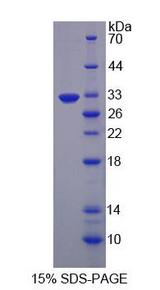 EGFL7 Protein - Recombinant EGF Like Domain Protein, Multiple 7 By SDS-PAGE