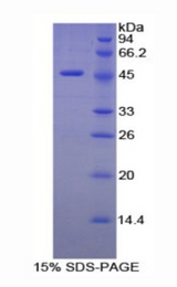 ELN / Elastin Protein - Recombinant Elastin By SDS-PAGE