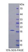 ERP29 Protein - Recombinant Endoplasmic Reticulum Protein 29 (ERP29) by SDS-PAGE
