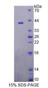 ERP44 Protein - Recombinant Endoplasmic Reticulum Protein 44 (ERP44) by SDS-PAGE