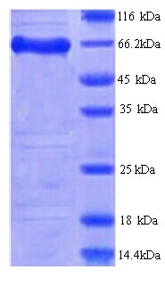 FAM111A Protein