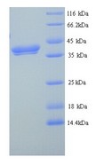 FAM132B Protein