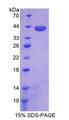 FAM135B Protein - Recombinant  Family With Sequence Similarity 135, Member B By SDS-PAGE