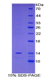 FAM19A2 / TAFA2 Protein - Recombinant Family With Sequence Similarity 19, Member A2 By SDS-PAGE