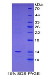 FAM19A2 / TAFA2 Protein - Recombinant Family With Sequence Similarity 19, Member A2 By SDS-PAGE