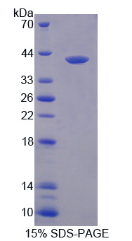FAM19A3 Protein - Recombinant Family With Sequence Similarity 19, Member A3 By SDS-PAGE