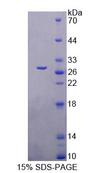 FBLN7 / Fibulin 7 Protein - Recombinant Fibulin 7 (FBLN7) by SDS-PAGE