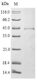 FcERI / Fc Epsilon RI Protein - (Tris-Glycine gel) Discontinuous SDS-PAGE (reduced) with 5% enrichment gel and 15% separation gel.