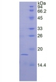 FGF1 / Acidic FGF Protein - Recombinant Fibroblast Growth Factor 1, Acidic By SDS-PAGE