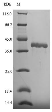 Fgf15 Protein - (Tris-Glycine gel) Discontinuous SDS-PAGE (reduced) with 5% enrichment gel and 15% separation gel.