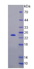 FGF21 Protein - Recombinant  Fibroblast Growth Factor 21 By SDS-PAGE