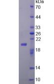 FGF22 Protein - Active Fibroblast Growth Factor 22 (FGF22) by SDS-PAGE