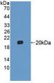 FGF22 Protein - Active Fibroblast Growth Factor 22 (FGF22) by WB