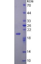 FGF22 Protein - Recombinant Fibroblast Growth Factor 22 By SDS-PAGE