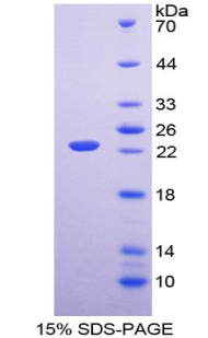 FGF6 Protein - Recombinant Fibroblast Growth Factor 6 By SDS-PAGE