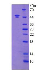 FGF7 / KGF Protein - Recombinant Fibroblast Growth Factor 7 By SDS-PAGE