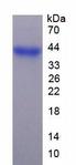 FGL1 / Hepassocin Protein - Recombinant Fibrinogen Like Protein 1 By SDS-PAGE