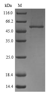 Fibulin-3 / EFEMP1 Protein - (Tris-Glycine gel) Discontinuous SDS-PAGE (reduced) with 5% enrichment gel and 15% separation gel.