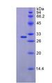 FKBP10 / FKBP65 Protein - Recombinant FK506 Binding Protein 10 By SDS-PAGE