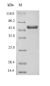 FLII / FLI Protein - (Tris-Glycine gel) Discontinuous SDS-PAGE (reduced) with 5% enrichment gel and 15% separation gel.