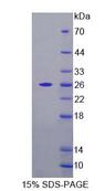 FPGT Protein - Recombinant Fucose-1-Phosphate Guanylyltransferase (FPGT) by SDS-PAGE