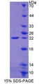 FTH1 / Ferritin Heavy Chain Protein - Recombinant Ferritin, Heavy Polypeptide By SDS-PAGE