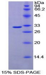 FUT4 / CD15 Protein - Recombinant Fucosyltransferase 4 By SDS-PAGE