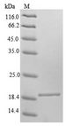 FXN / Frataxin Protein - (Tris-Glycine gel) Discontinuous SDS-PAGE (reduced) with 5% enrichment gel and 15% separation gel.