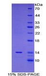 GAL / Galanin Protein - Recombinant Galanin By SDS-PAGE