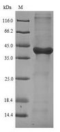GAL4 / Galectin 4 Protein - (Tris-Glycine gel) Discontinuous SDS-PAGE (reduced) with 5% enrichment gel and 15% separation gel.