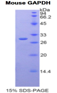GAPDH Protein - Recombinant Glyceraldehyde-3-Phosphate Dehydrogenase By SDS-PAGE